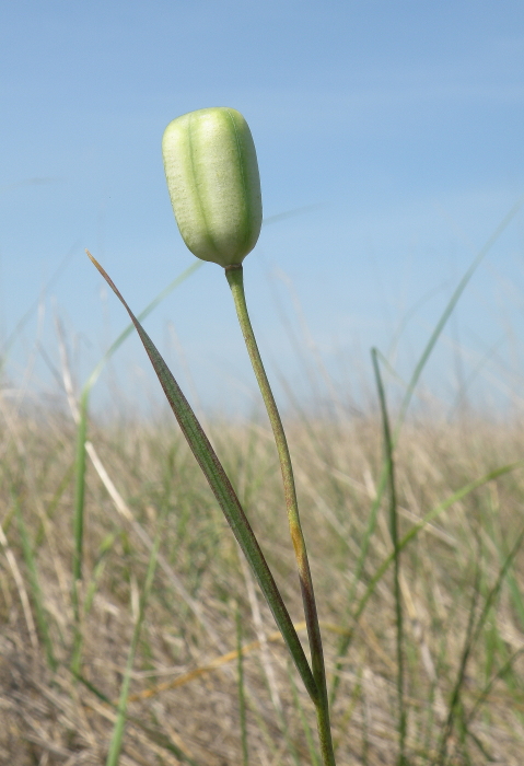 Изображение особи Fritillaria meleagroides.