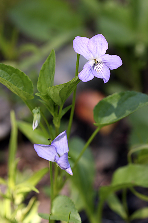 Image of Viola canina specimen.