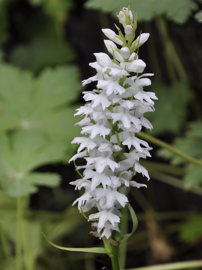 Image of Dactylorhiza saccifera specimen.