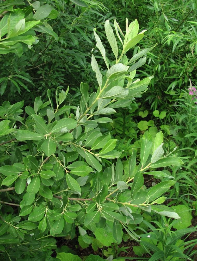 Image of Salix cinerea specimen.