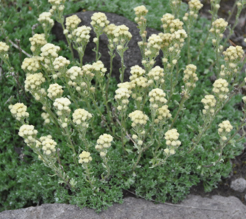 Изображение особи Artemisia glomerata.