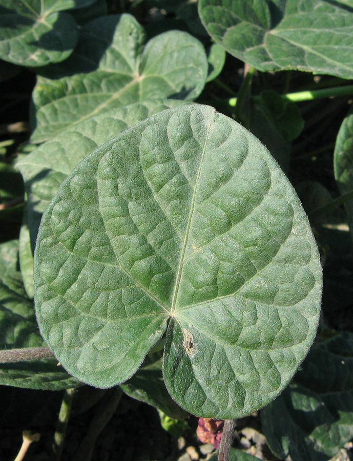 Image of Ipomoea purpurea specimen.