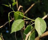 Maclura pomifera