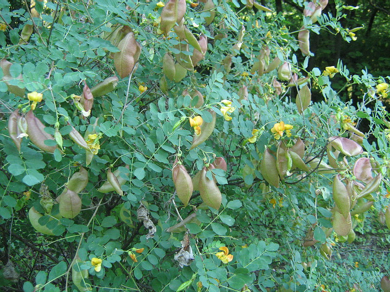 Image of Colutea orientalis specimen.