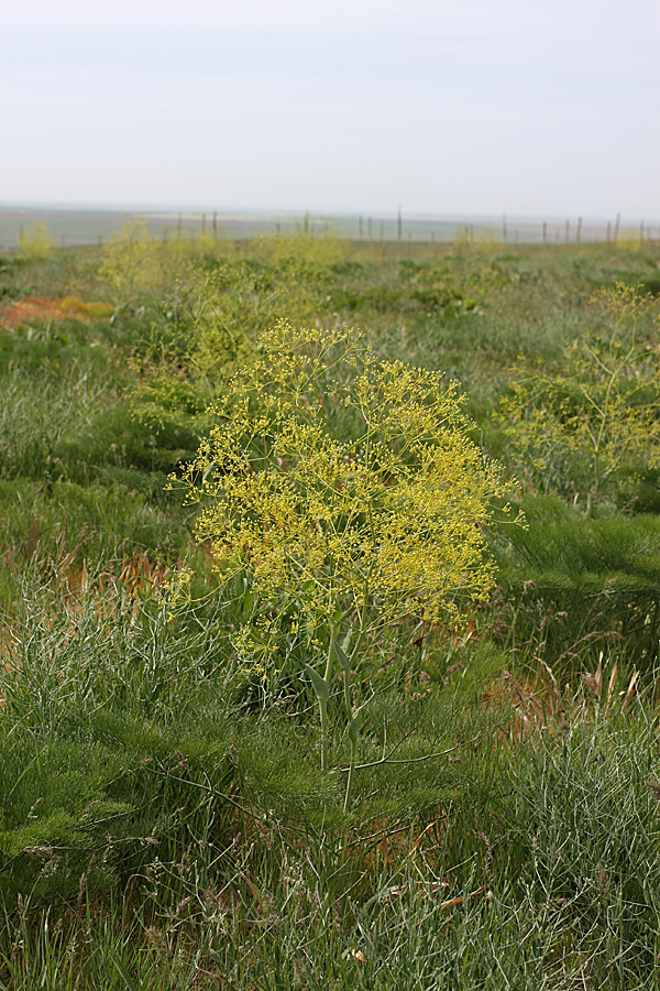 Image of Ferula karatavica specimen.