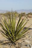 Yucca schidigera. Молодое растение. США, Калифорния, Joshua Tree National Park. 19.02.2014.