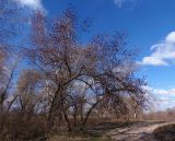 Populus nigra. Цветущее мужское растение. Украина, Запорожская обл., Запорожский р-н, берег р.Днепр, возле дороги. 29.03.2014.