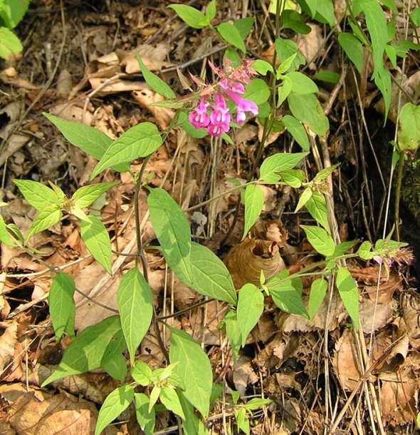 Image of Melampyrum setaceum specimen.