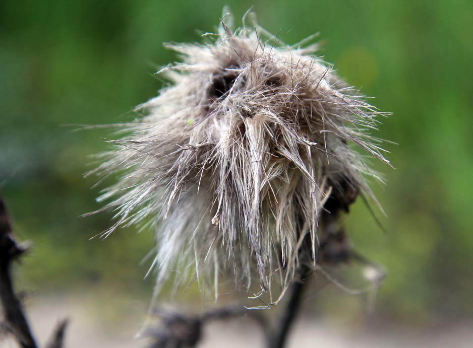 Изображение особи Cynara cardunculus.