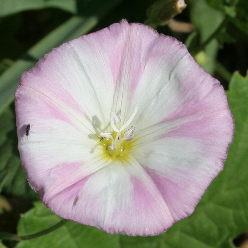 Image of Convolvulus arvensis specimen.