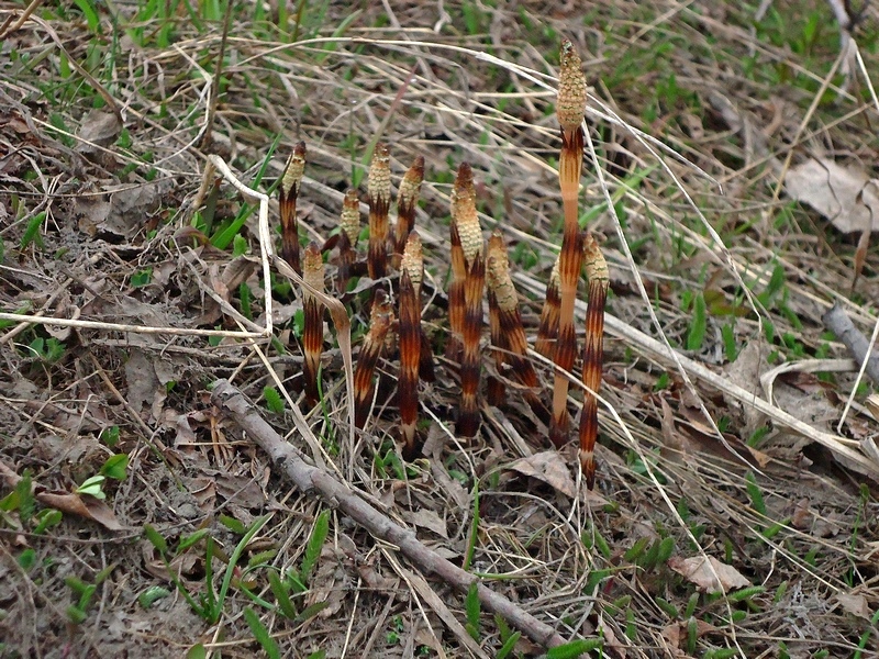 Изображение особи Equisetum arvense.