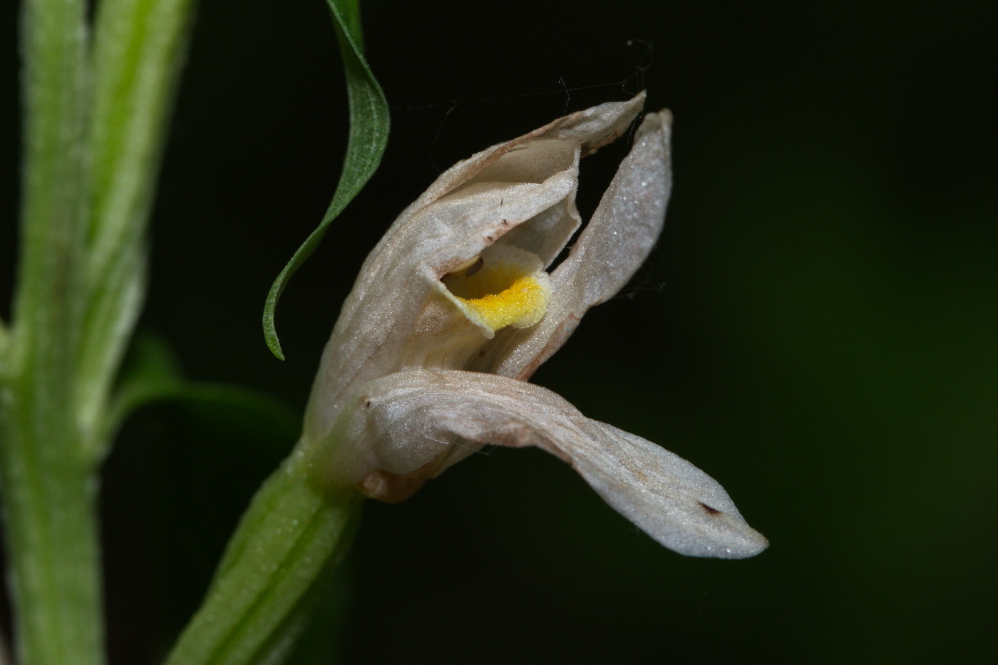 Image of Cephalanthera damasonium specimen.