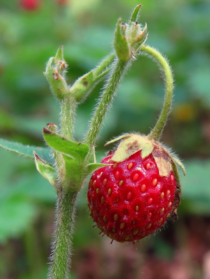 Изображение особи Fragaria moschata.