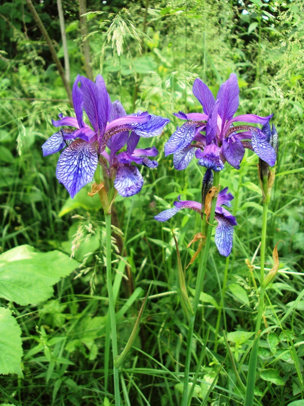 Image of Iris sibirica specimen.