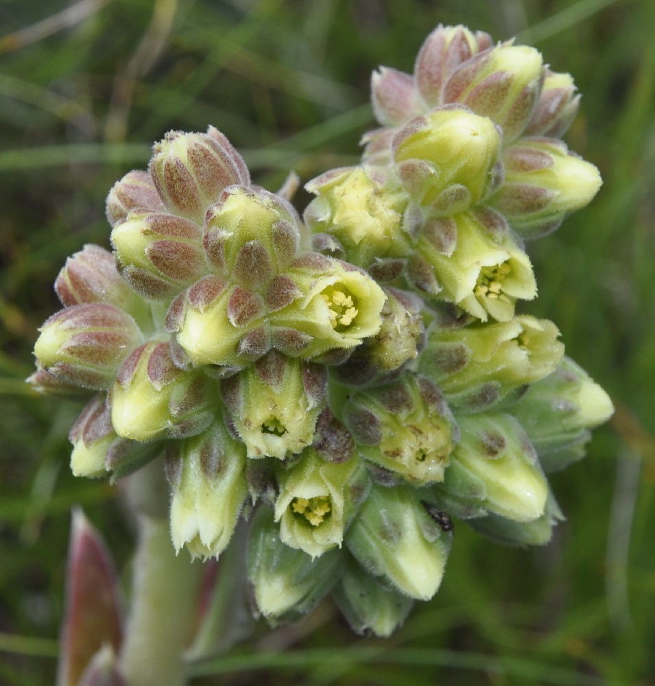 Image of Jovibarba heuffelii specimen.