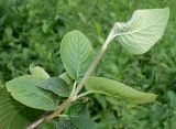 Viburnum lantana