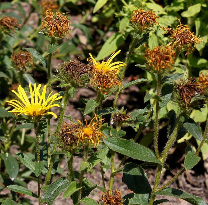 Image of Inula hirta specimen.