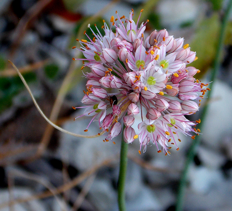 Image of Allium psebaicum specimen.