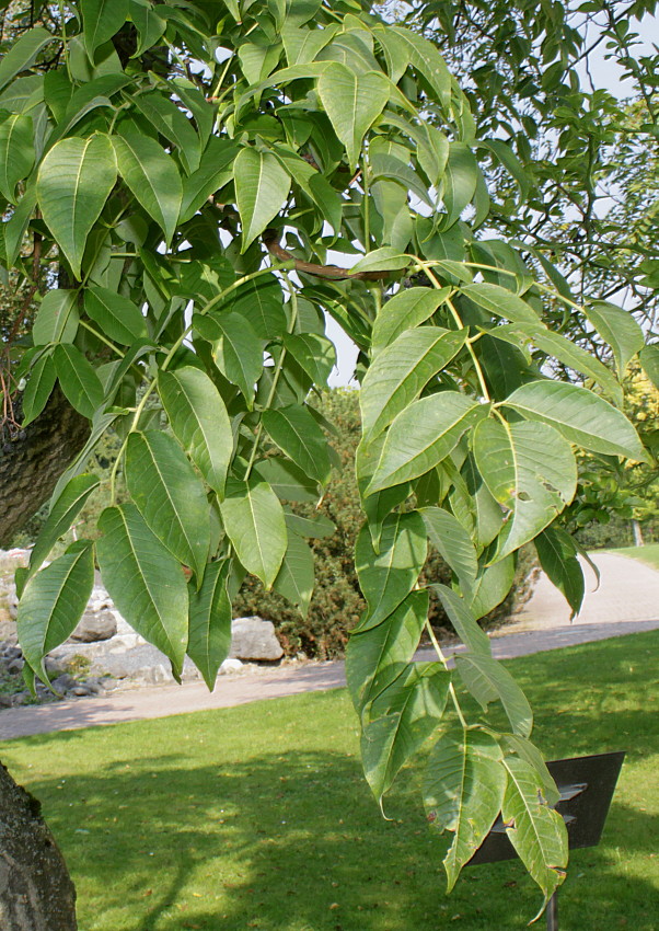 Image of Phellodendron japonicum specimen.