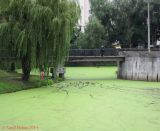 Azolla caroliniana. Сплошной слой азоллы (с примесью Spirodela polyrhiza и Lemna turionifera) в средней части пруда. Киев, Южная Борщаговка. 27 августа 2014 г.