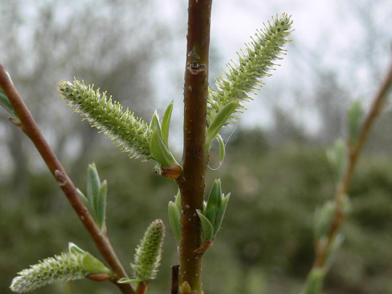 Image of Salix udensis specimen.