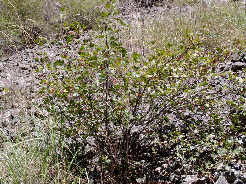 Image of Ribes orientale specimen.