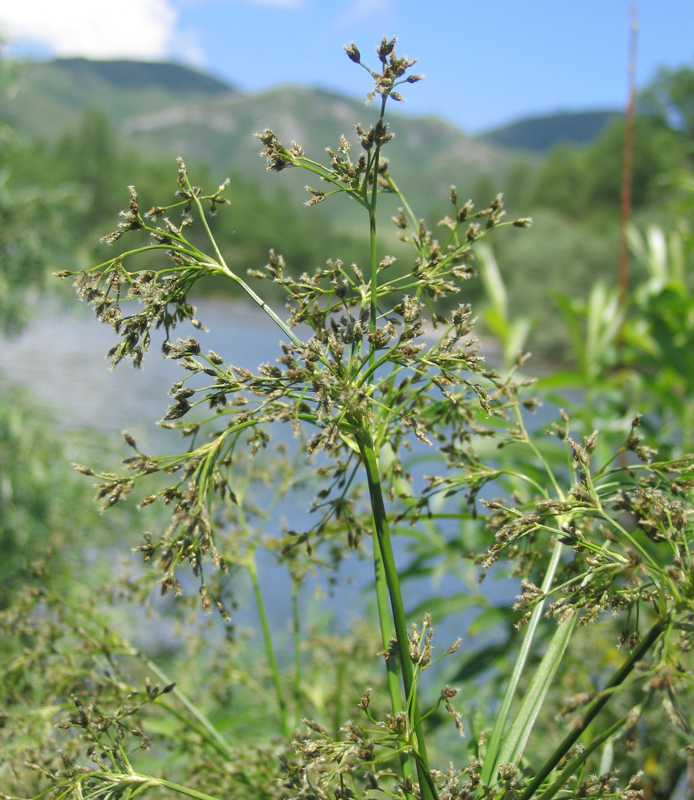 Изображение особи Scirpus sylvaticus.