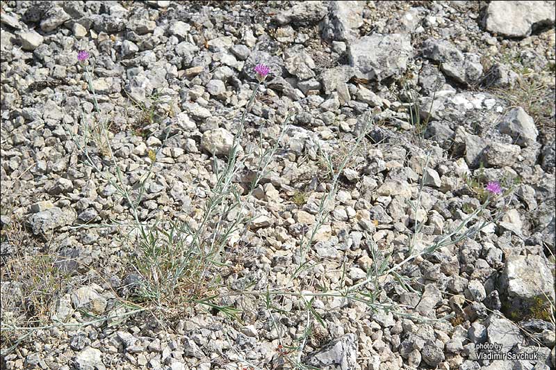 Изображение особи Centaurea sarandinakiae.