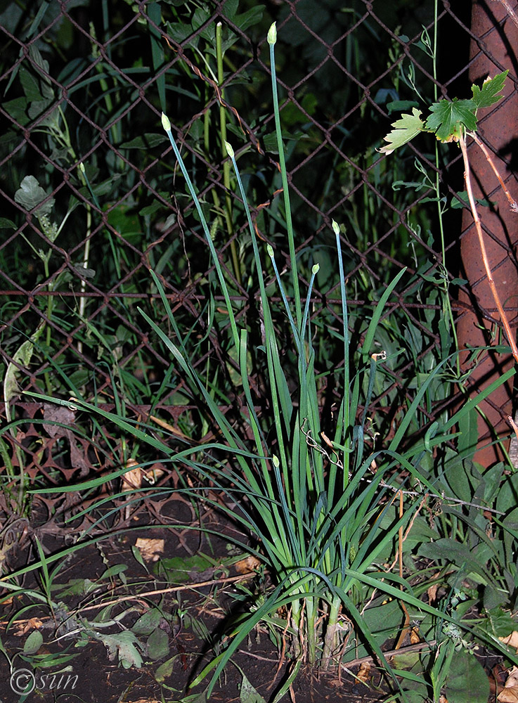 Image of Allium ramosum specimen.