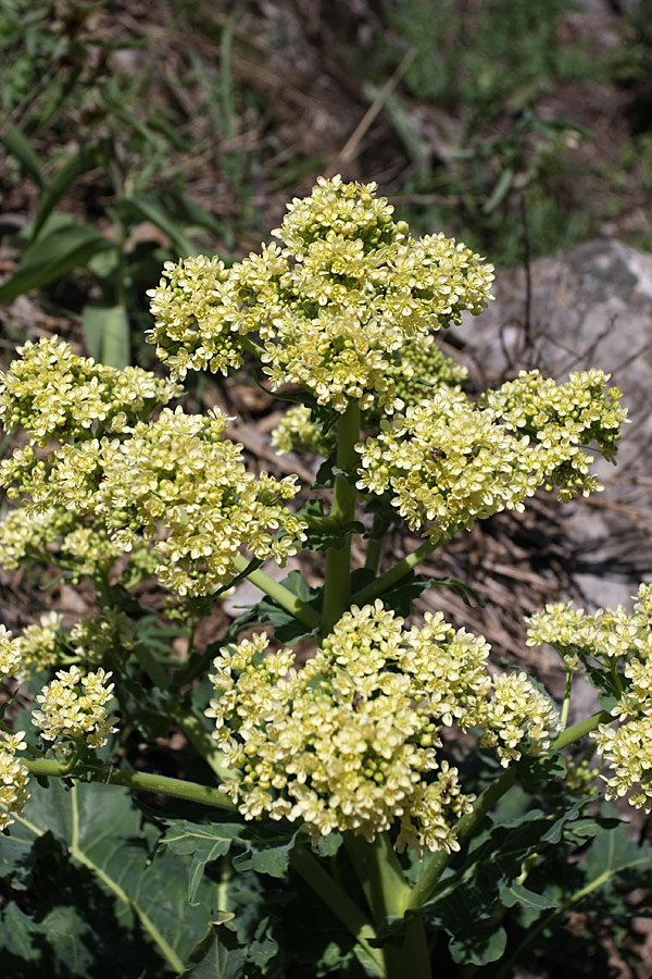 Image of Megacarpaea orbiculata specimen.