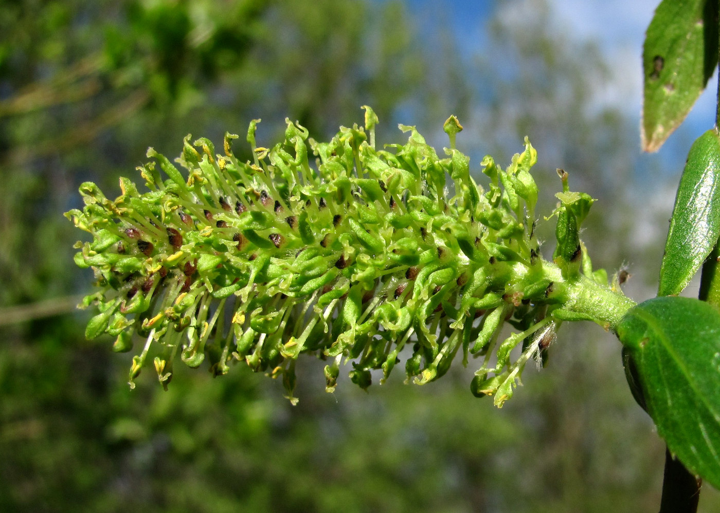 Изображение особи Salix myrsinifolia.