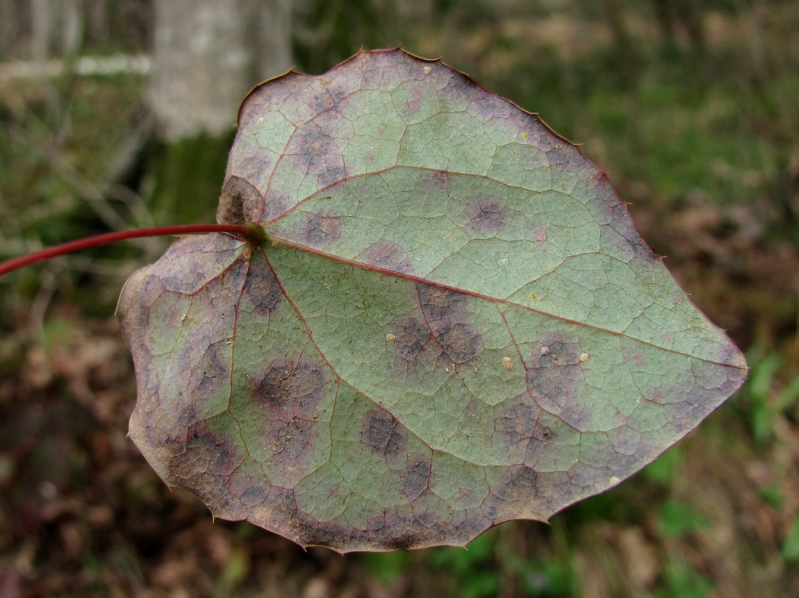 Image of Epimedium colchicum specimen.