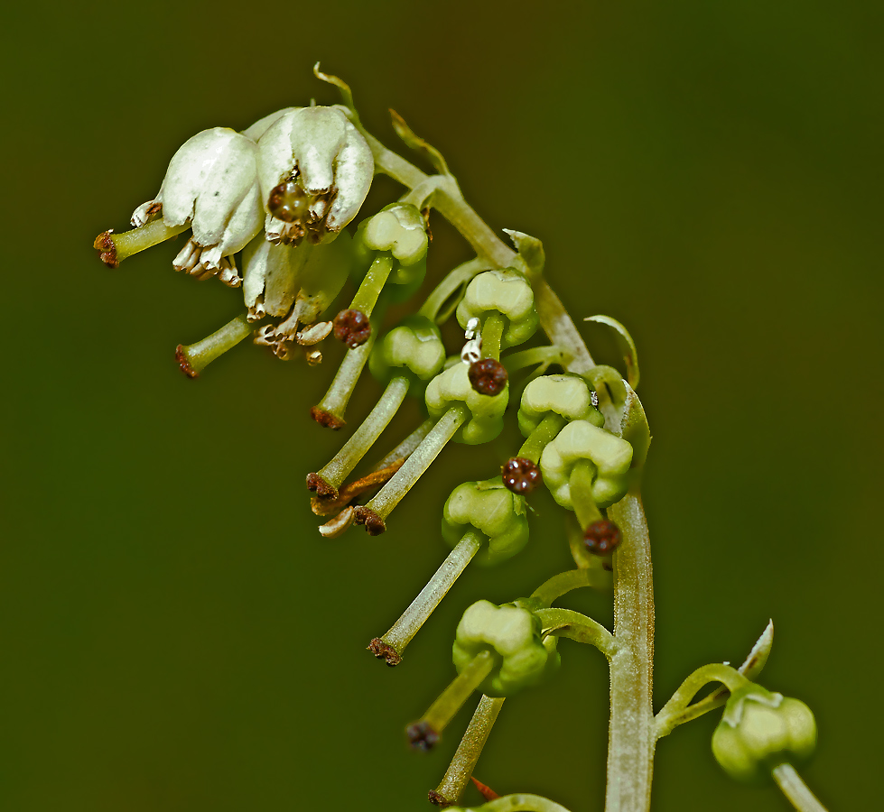 Изображение особи Orthilia secunda.