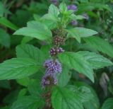 Mentha arvensis