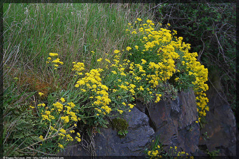 Image of Aurinia saxatilis specimen.