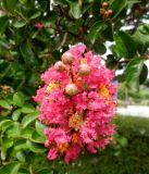 Lagerstroemia indica. Соцветие. Франция, Приморские Альпы, пригород Граса, парфюмерная фабрика Галимар (Galimard), в культуре. 22.07.2014.