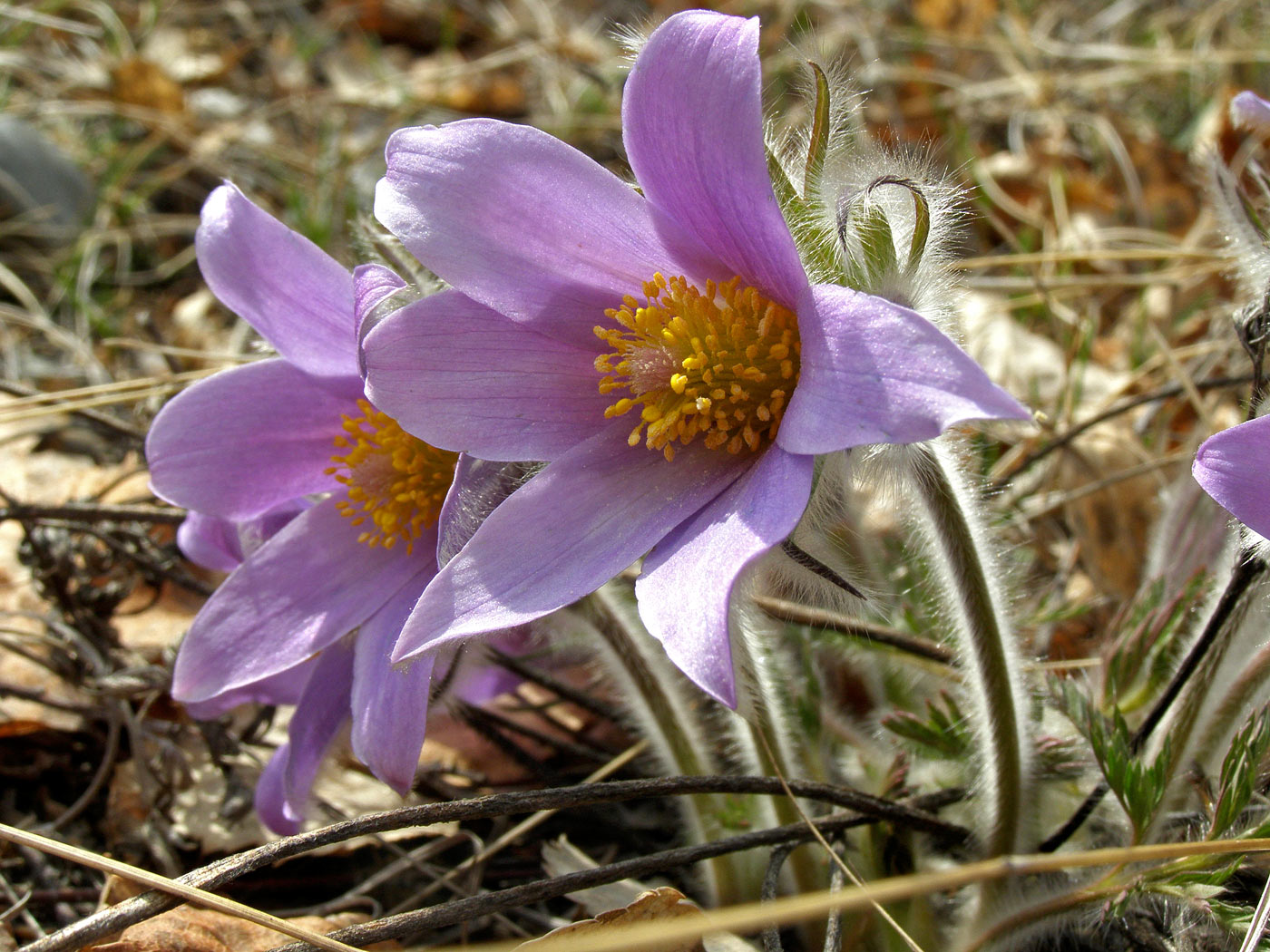 Image of Pulsatilla turczaninovii specimen.