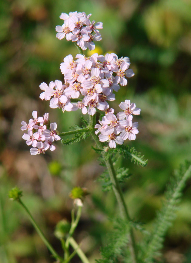 Изображение особи Achillea asiatica.