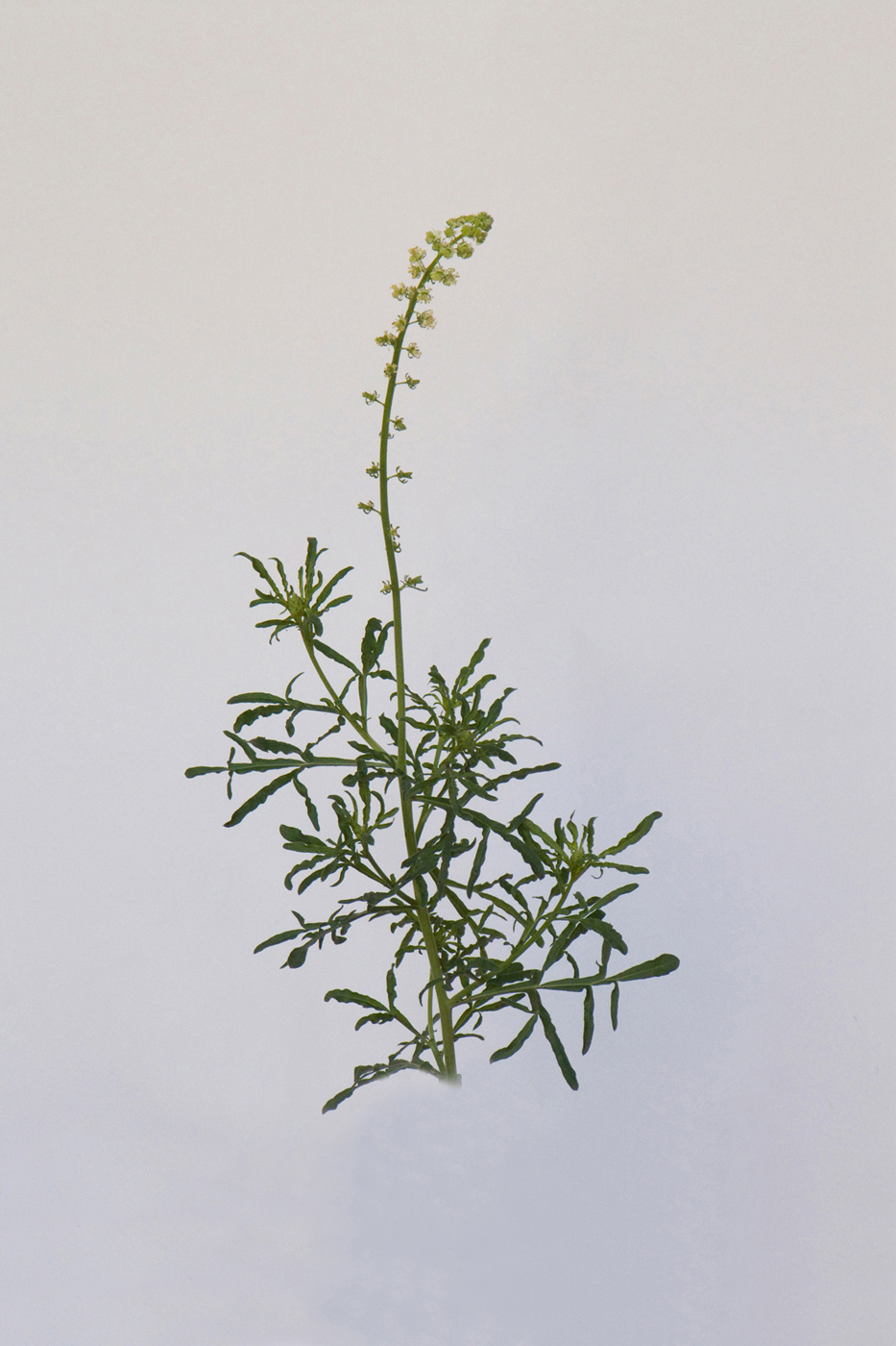 Image of Reseda lutea specimen.