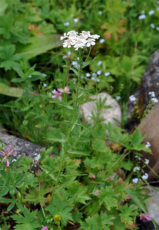 Изображение особи Achillea ledebourii.