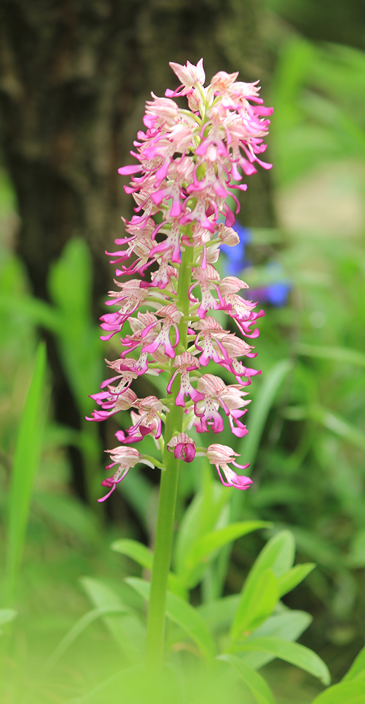 Image of Orchis &times; angusticruris nothosubsp. transcaucasica specimen.