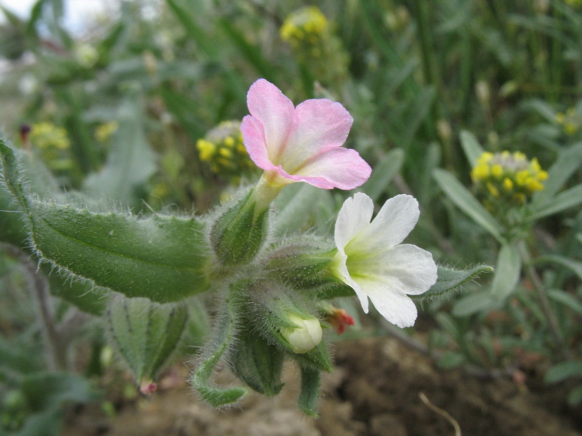 Image of Nonea caspica specimen.