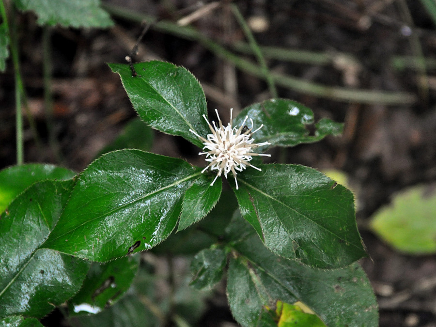 Изображение особи Atractylodes ovata.