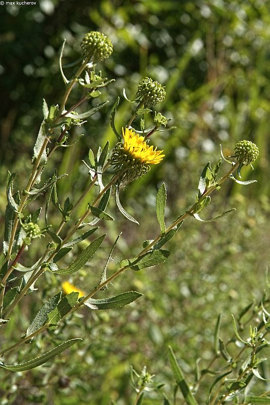 Image of Grindelia squarrosa specimen.