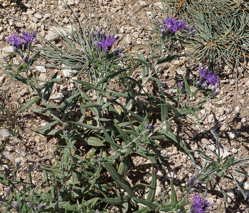 Image of Saussurea salicifolia specimen.