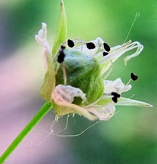 Image of Pseudostellaria sylvatica specimen.