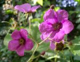 Rubus odoratus. Цветки и завязавшиеся плоды. Приморский край, г. Владивосток, Ботанический сад-институт ДВО РАН. 09.08.2009.