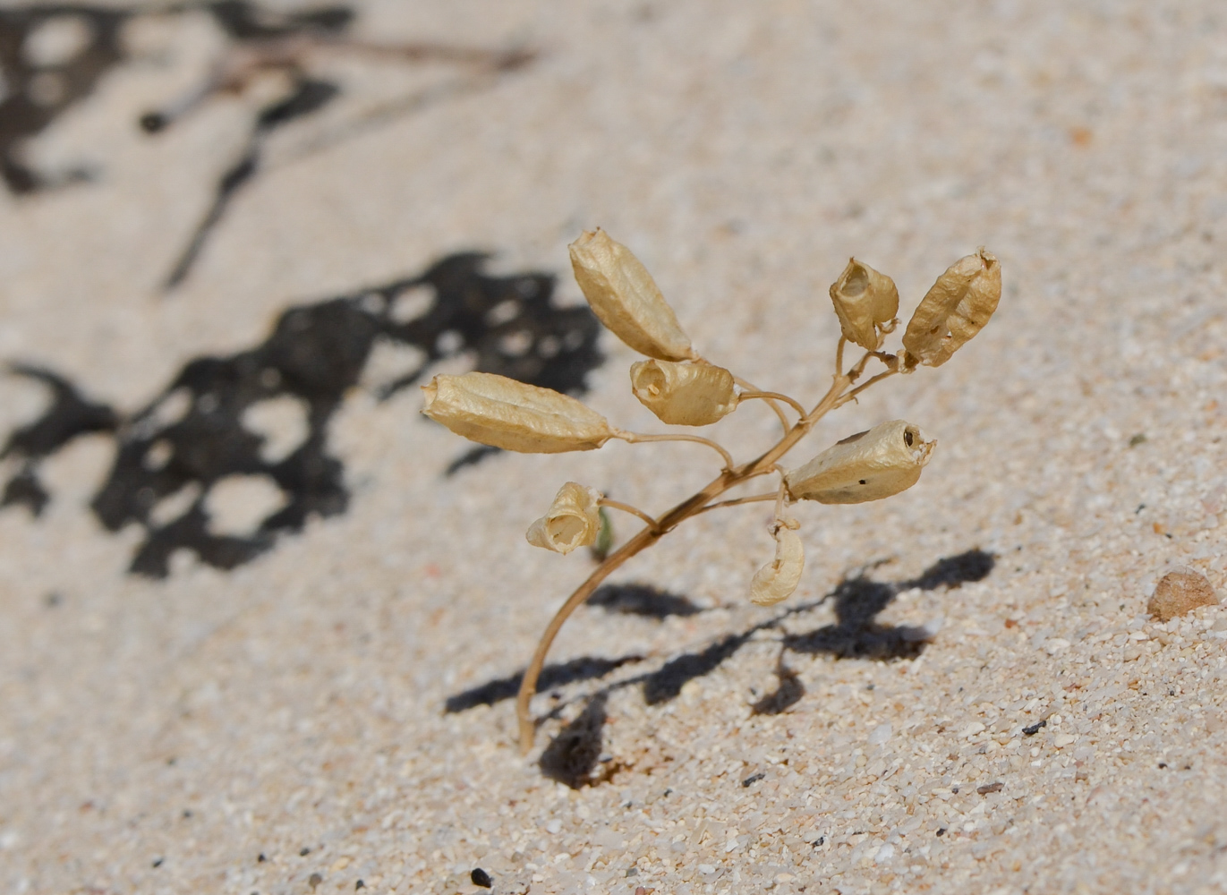 Image of Reseda crystallina specimen.