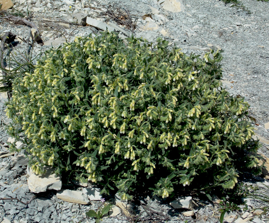 Image of Onosma montana specimen.