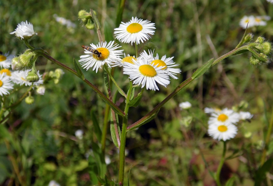 Image of Erigeron annuus specimen.